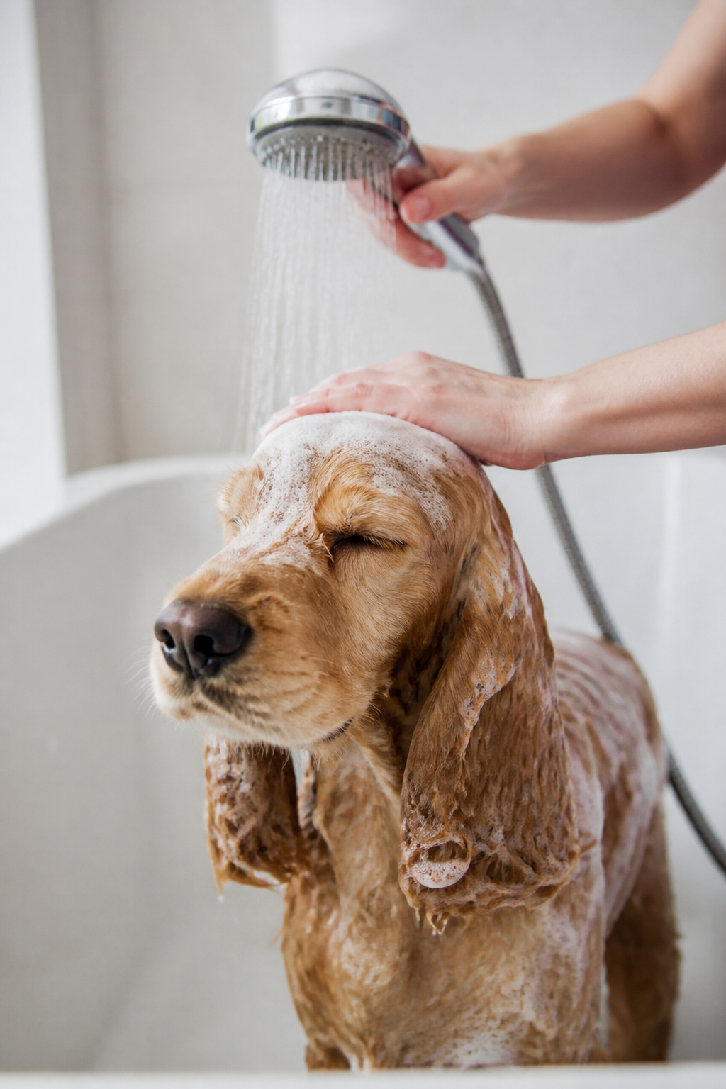 Chien savonné dans une baignoire, rinçage à la douchette, main posée sur l'encolure pour le maintenir